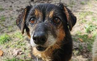 Aufnahmepatenschaft-angekommen-2 Aufnahmepatenschaft – 3 Hunde aus Polen suchen Paten