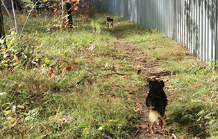 Aufnahmepatenschaft-angekommen-3 Aufnahmepatenschaft – 3 Hunde aus Polen suchen Paten