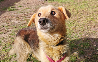 Aufnahmepatenschaft-angekommen-5 Aufnahmepatenschaft – 3 Hunde aus Polen suchen Paten