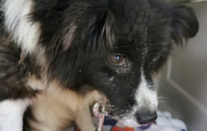Hündin-6-Jahre-sehr-ängstlich-300x191 Aufnahmepatenschaft – 3 Hunde aus Polen suchen Paten