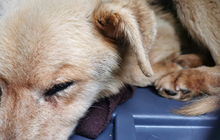 Rüde-sehr-alt-sitzt-schon-sehr-lange-im-Shelter-und-gibt-sich-auf Vier Hunde aus Italien benötigen ihr Ticket ins Glück