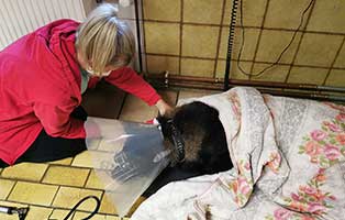 hund-czarek-tumore-erloesung02 Hund Czarek musste erlöst werden