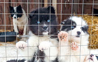 tsl-1 Vier Hunde aus einem polnischen Tierheim suchen Aufnahmepaten