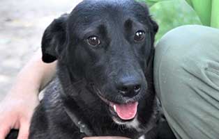 BEL-081003-aufnahmepatenschaft Aufnahmepaten gesucht! Rettung von 5 Hunden vor dem Tod in der Kälte