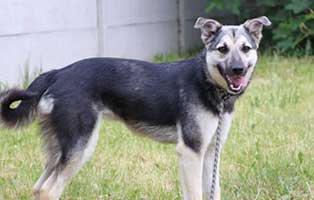 Bel-006942-aufnahmepatenschaft Sieben Hunde aus polnischen Tierheimen suchen Aufnahmepaten