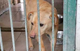 Bel-080627-aufnahmepatenschaft Sieben Hunde aus polnischen Tierheimen suchen Aufnahmepaten