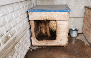 Briardmix-seit-11-Jahren-im-Tierheim-völlig-fertig-2 Aufnahmepaten gesucht! Rettung von 5 Hunden vor dem Tod in der Kälte