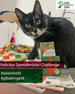 Felicity-klimpergeldbox-240x300 Tierschutzliga Spendenbox zum Basteln