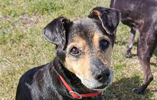 Flori15 Patenhund Flori wurde adoptiert