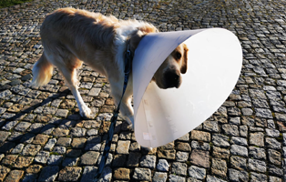 Glen-hat-die-OP-überlebt Hundevermittlung im Tierheim