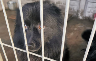 Hündin-6-Jahre-Besitzer-gestorben-war-Wohnugshund-2 Aufnahmepaten gesucht! Rettung von 5 Hunden vor dem Tod in der Kälte