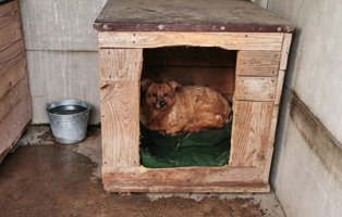 Hündin-lebt-seit-10-Jahren-im-Tierheim-jetzt-min-12-Jahre-alt-2 Aufnahmepaten gesucht! Rettung von 5 Hunden vor dem Tod in der Kälte