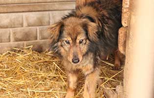 PO-Szekspir-0825011-aufnahmepatenschaft Sieben Hunde aus polnischen Tierheimen suchen Aufnahmepaten