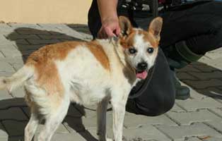 PT-Filip-uralt-aufnahmepatenschaft Sieben Hunde aus polnischen Tierheimen suchen Aufnahmepaten