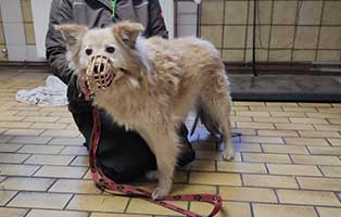 andiflocke-verwahrlost-krank02 Vier verwahrloste Yorkshire Terrier brauchen Hilfe