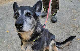 huendin luna einfach zurückgelassen02