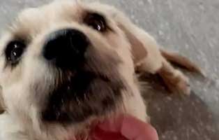 hund-jolie-aufnahmepatenschaft Vier Hunde aus einem rumänischen Tierheim suchen Aufnahmepaten