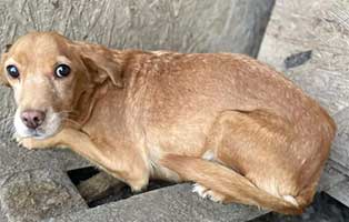 hund-lotta-aufnahmepatenschaft Vier Hunde aus einem rumänischen Tierheim suchen Aufnahmepaten