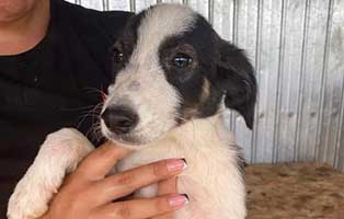 hund-nash-aufnahmepatenschaft Sieben Hunde aus polnischen Tierheimen suchen Aufnahmepaten
