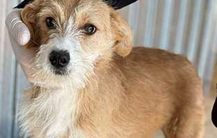 hund-stromer-ufnahmepatenschaft Vier Hunde aus einem rumänischen Tierheim suchen Aufnahmepaten