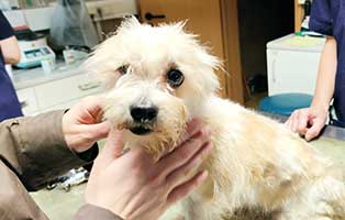 hunde-gismokarli-schwer-vernachlaessigt02 Streuner Emil braucht dringend medizinische Hilfe