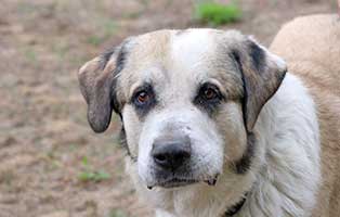 patenhund-adi01 Weihnachts-Pate werden und unseren Tierheimen helfen
