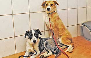rumaenische-hunde-aufnahmepatenschaft01 Vier Hunde aus einem rumänischen Tierheim suchen Aufnahmepaten