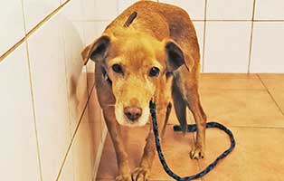 rumaenische-hunde-aufnahmepatenschaft03 Vier Hunde aus einem rumänischen Tierheim suchen Aufnahmepaten