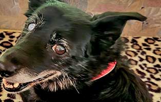 tierische-geschichten-charlotte Hund Thomy versteckt Kekse hinterm Sofakissen