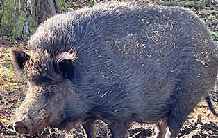 wildschwein-willi-braucht-einen-stall Bommelchen bricht aus – Außenräume sind im Winter zu kalt