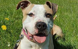 Buddy_Beitragsbild Vier verwahrloste Yorkshire Terrier brauchen Hilfe