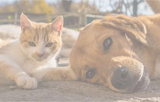 Stellenausschreibung-beitragsbild-hund-katze Aktuelles aus unseren Tierheimen