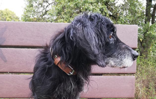 Atze-auf-einer-bank Hund Thomy versteckt Kekse hinterm Sofakissen