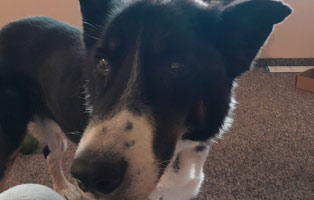 Dikon-glücklich-vermittelt2 Hund Thomy versteckt Kekse hinterm Sofakissen