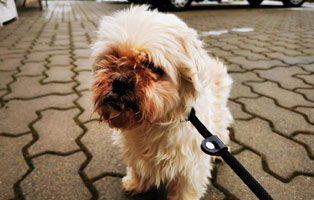 Beitragsbild-Hund-Unterheinsdorf Altes Hundemädchen wegen Krankheit einfach ausgesetzt