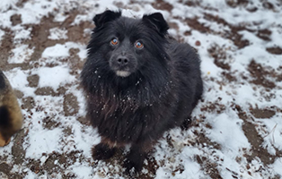 009 Aufnahmepaten gesucht! Rettung von 5 Hunden vor dem Tod in der Kälte