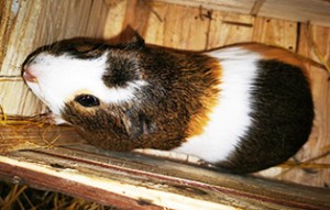 Cuy-weiblich-300x191 Helfen Sie mit einer 3-monatigen Oster-Futterpatenschaft