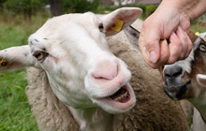 Erfurterin-300x191 Futterpatenschaft - Tierheimtieren helfen