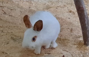MicrosoftTeams-image-16 11 Kaninchen von Besitzerin schweren Herzens abgegeben
