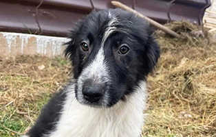 Rüde-6-Monate-alt-MAX Drei Hunde aus einem rumänischen Tierheim suchen Aufnahmepaten