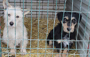 Valerie-und-Veronika Aufnahmepaten gesucht! Rettung von 5 Hunden vor dem Tod in der Kälte