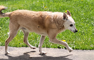 Patenhund-Fritz-1 Patenhund Fritz ist über die Regenbogenbrücke gegangen
