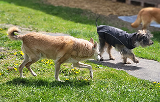 Patenhund-Fritz-2 Patenhund Fritz ist über die Regenbogenbrücke gegangen