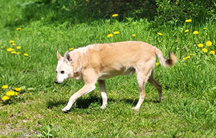 Patenhund-Fritz-3 Patenhund Fritz ist über die Regenbogenbrücke gegangen
