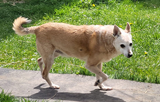 Patenhund-Fritz-7 Patenhund Fritz ist über die Regenbogenbrücke gegangen