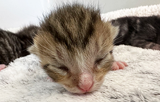 Kitten-2 Sieben mutterlose Welpen im Tierheim Békéscsaba suchen Start-ins-Leben Paten