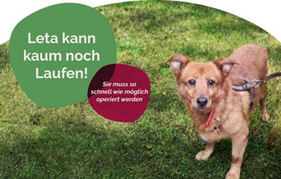 Leta-will-wieder-laufen Listenhunde: Rasseliste & Vorschriften für Kampfhunde