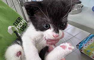 Titelbild-dreibeiniges 10 Kitten aus dem Tierheim Bückeburg suchen Start-ins-Leben Paten