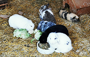 Hasen-Kaninchengruppe Gruppen-Patenschaften