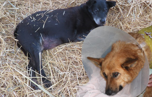 Felicidad-Hozi-Beitrag-314x200 Vier Hunde aus einem polnischen Tierheim suchen Aufnahmepaten